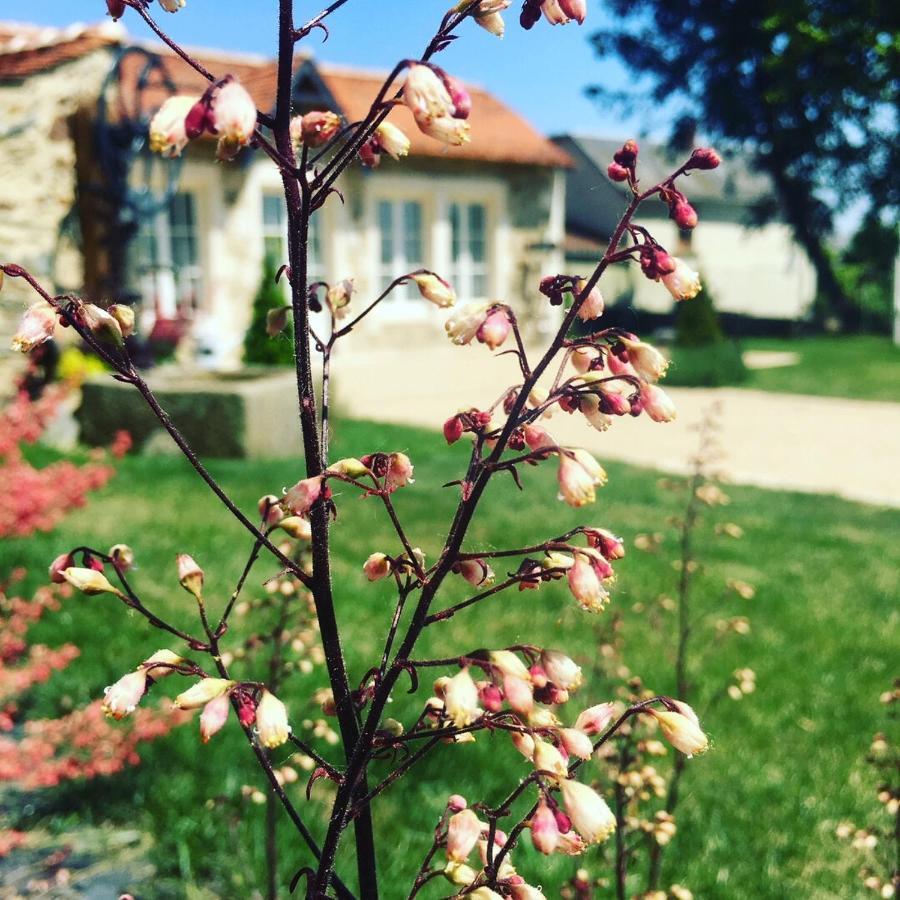 Le Petit Chateau Des Cedres Bed & Breakfast Mouchamps Exterior photo