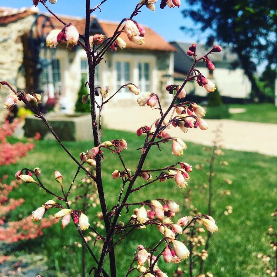 Le Petit Chateau Des Cedres Mouchamps Exterior photo